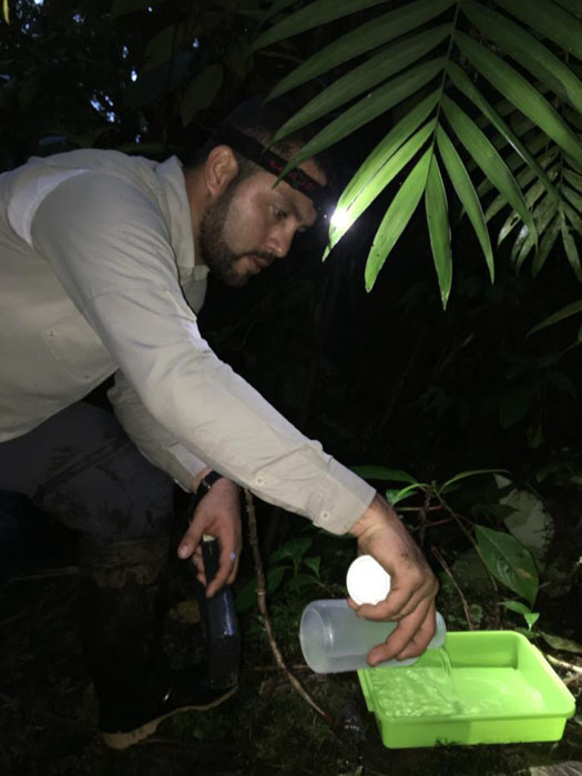 Investigadores del MUPADI descubren quince nuevas especies  de Tricópteros en Panamá